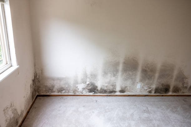 Mold Remediation for Vacation Homes in Wakefield, NE