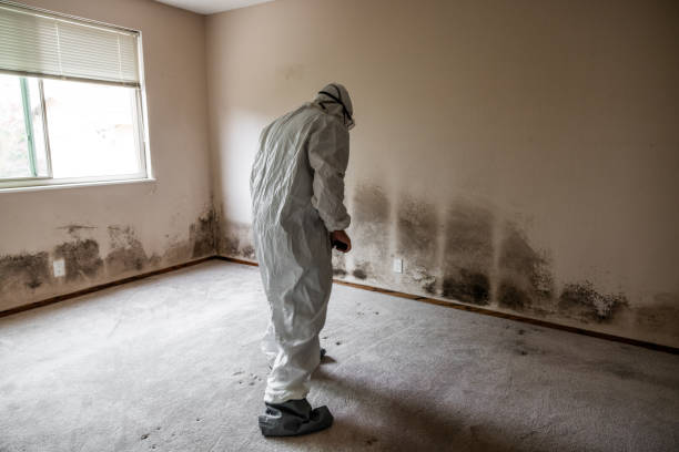 Best Post-Construction Mold Inspection  in Wakefield, NE