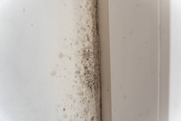 Best HVAC Mold Inspection and Cleaning  in Wakefield, NE
